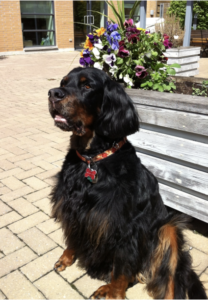 picture of a black and brown dog sitting nicely on an interlocked patio.