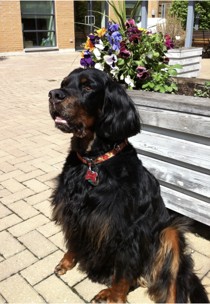 picture of a black and brown dog sitting nicely on an interlocked patio.